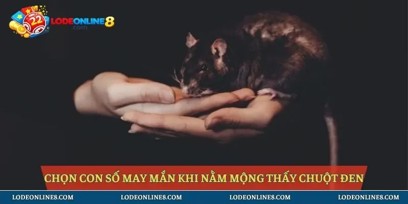 Chọn con số may mắn khi nằm mộng thấy chuột đen